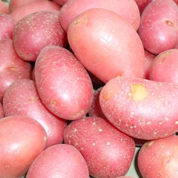 Potatoes Red Roseval