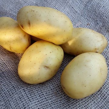 Organic Potatoes Vitabella
