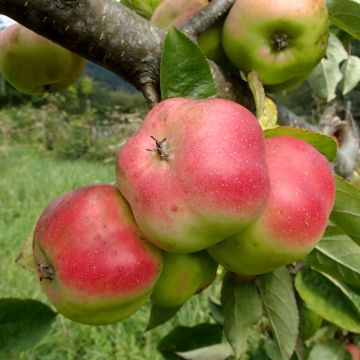 Apple Tree Api Etoilé - Malus domestica