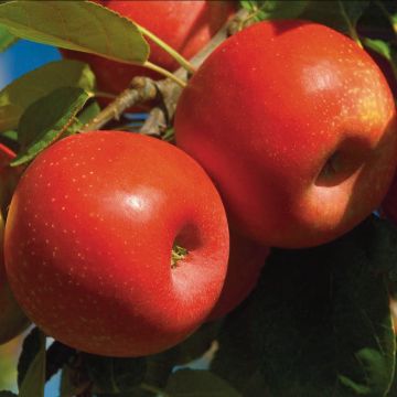 Apple Tree Ariane - Malus domestica