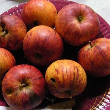 Apple Tree Belle fille de Salins - Malus domestica