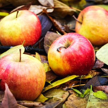 Apple Tree Bénédictin - Malus domestica