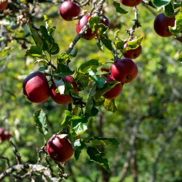 Red-fleshed Apple Tree Blush Rosette - Malus domestica