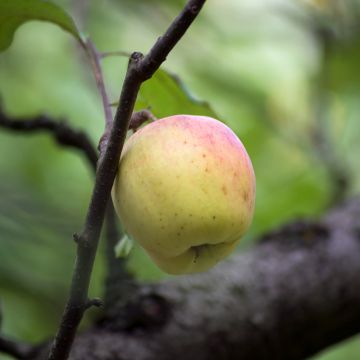 Apple Tree Bon Père - Malus domestica