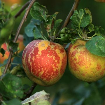 Organic Apple Tree Chailleux - Malus domestica