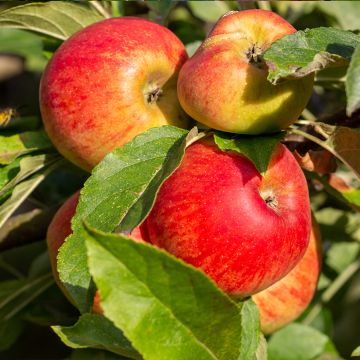 Apple Tree Chataignier - Malus domestica