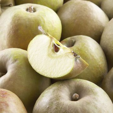 Organic Apple Tree Court Pendu - Malus domestica