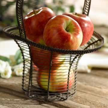 Apple Tree Cybele - Malus domestica