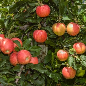 Apple Tree Celeste - Georges Delbard