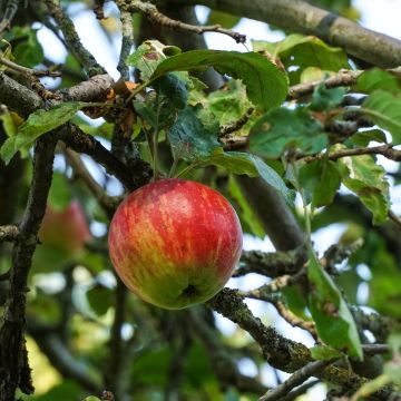 Apple Tree Double Belle Fleur - Malus domestica