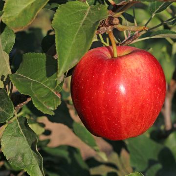Apple Tree Gala - Malus domestica