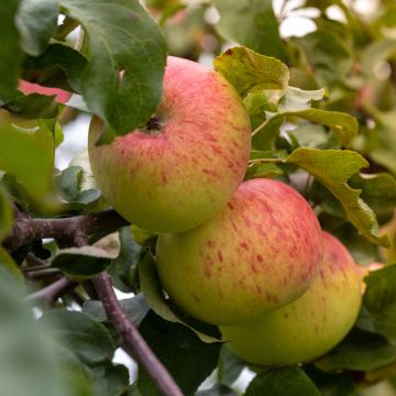 Organic Apple Tree Reinette Grand-mere -Malus domestica