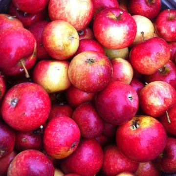 Apple Tree Ingrid Marie - Malus domestica