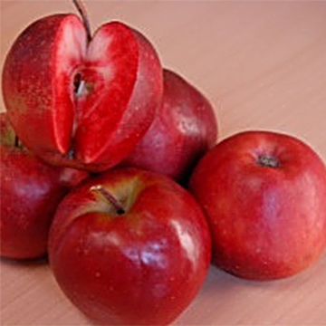 Apple Tree Maggy - Malus domestica