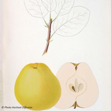 Apple Tree Museau de Lièvre - Malus domestica