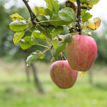 Apple Tree Pigeonnet de Jerusalem - Malus domestica