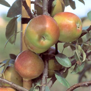 Apple Tree Priam - Malus domestica