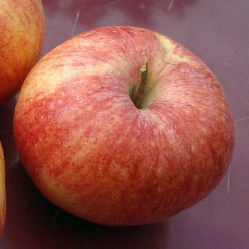 Organic Apple Tree Reine des Reinettes