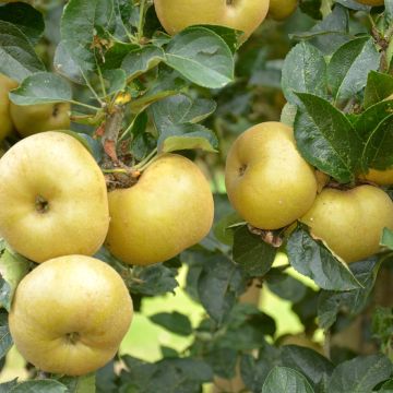 Apple Tree Reinette du Canada Blanche - Malus domestica