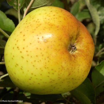 Apple Tree Reinette Clochard - Malus domestica