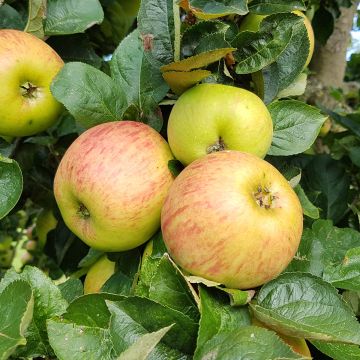 Apple Tree Reinette de France - Malus domestica