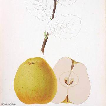 Organic Apple Tree Reinette de Brive - Malus domestica
