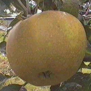 Organic Apple Tree Reinette Grise du Canada