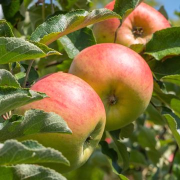 Apple Tree Royale Delbard Delfloga - Georges Delbard