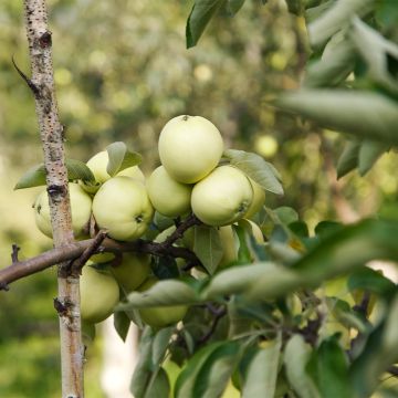 Organic Apple Tree Transparente Blanche - Malus domestica