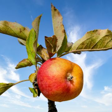 Cider Apple Tree Douce Moën - Malus domestica