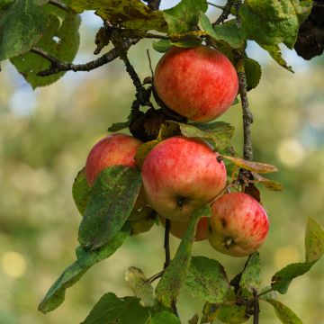 Cider Apple Tree Marie Ménard - Malus domestica