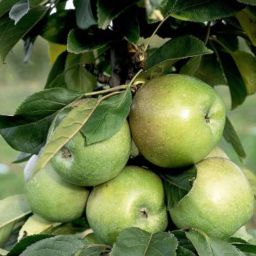 Columnar Apple Tree Amboise - Georges Delbard - Malus domestica