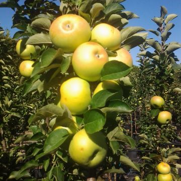 Pommier colonnaire Ballerina® Bolero - Malus domestica