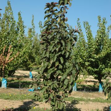 Columnar Apple Tree Ballerina Maypole - Malus domestica