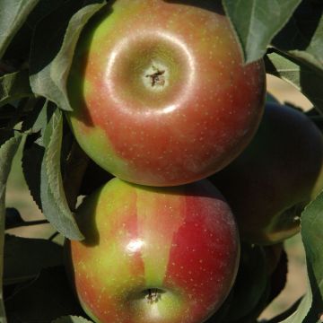 Columnar Apple Tree Ballerina Waltz - Malus domestica