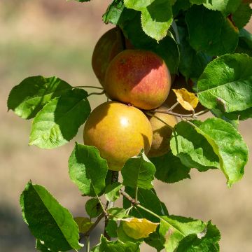 Columnar Apple Tree Cheverny- Georges Delbard