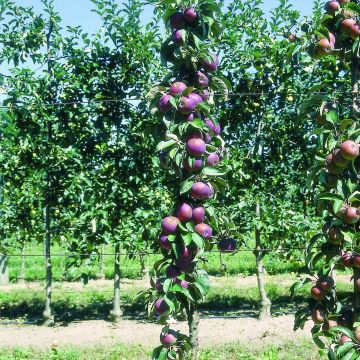 Columnar Apple Tree Chinon - Georges Delbard