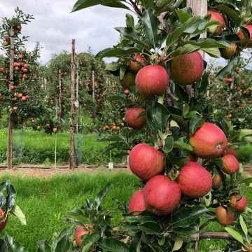 Columnar Apple Tree Courson - Malus domestica