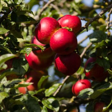 Malus domestica Red Sensation