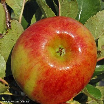 Columnar Apple Tree Rhapsodie - Malus domestica