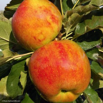 Columnar Apple Tree Rondo - Malus domestica