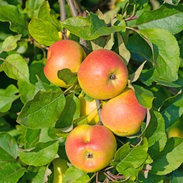 Columnar Apple Tree Sonata - Malus domestica