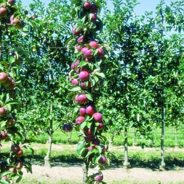 Columnar Apple Tree Villandry - Georges Delbard