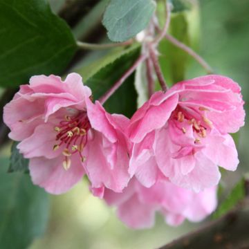 Malus Brandy Magic - Crab Apple