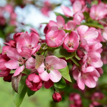 Malus Indian Magic - Crab Apple