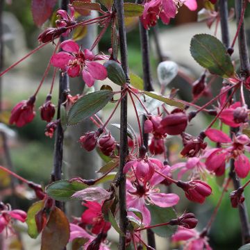 Malus Royal Beauty - Crab Apple