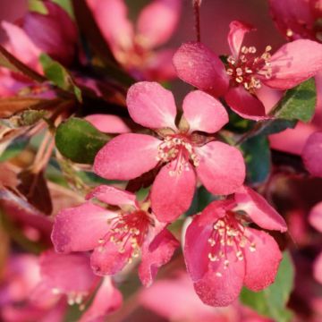 Malus toringo Freja - Crab Apple