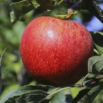 Apple Tree Royal Gala - Malus domestica