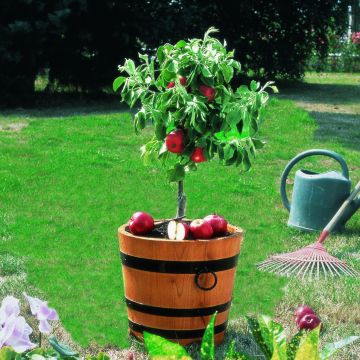 Dwarf Apple Tree Croquella - Malus domestica