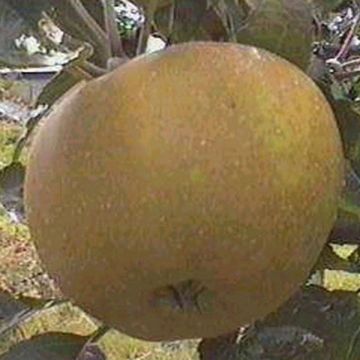 Apple Tree Reinette Grise du Canada